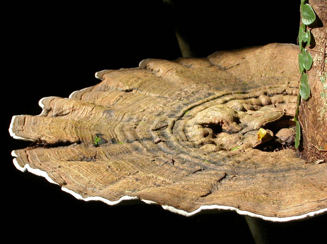 Venture Deeper-Mossman必去景点