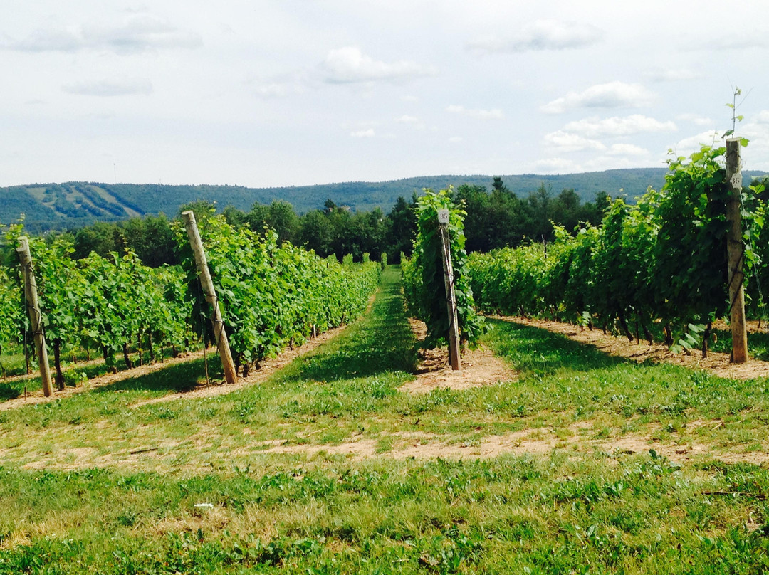 Sainte-Famille Wines Limited-Falmouth必去景点