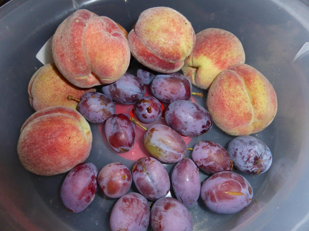 Palm Garden House主图