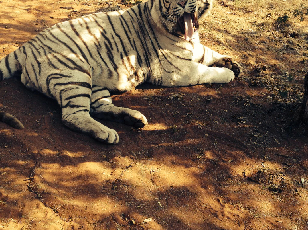 Jugomaro Predator Park-Groblersdal必去景点