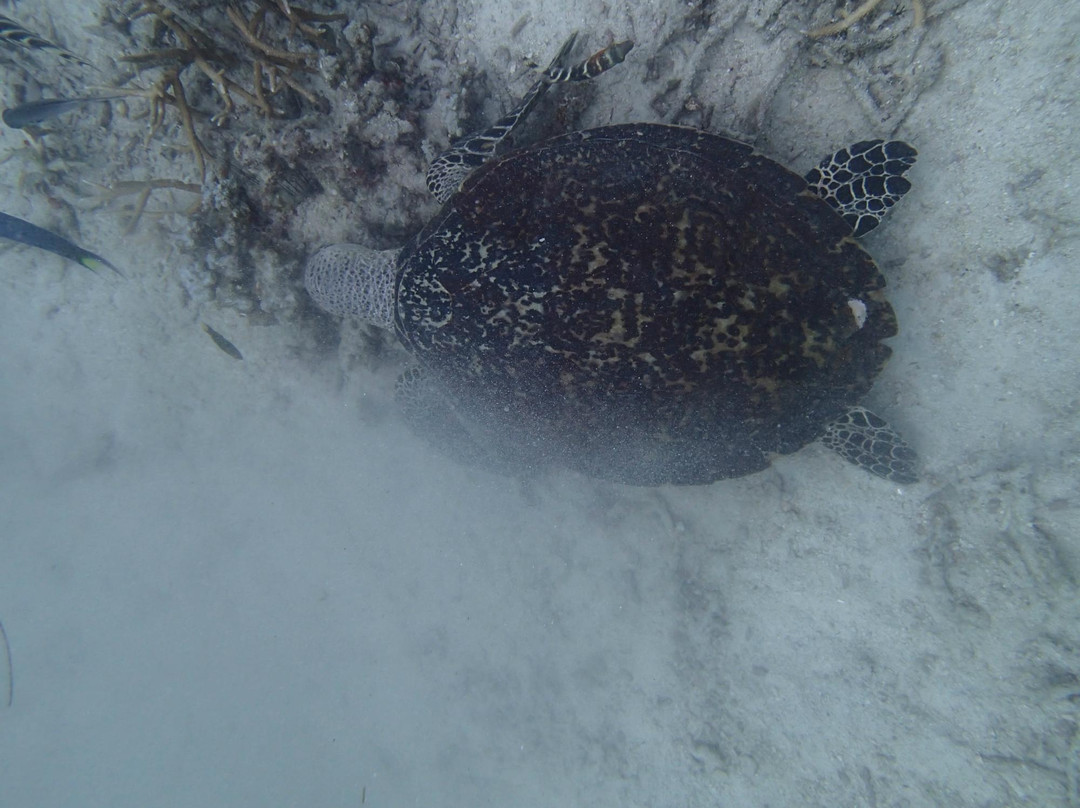 Tioman Reef Divers-刁曼岛必去景点