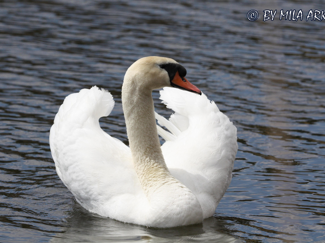 格雷蒂尔湖-多伦多必去景点