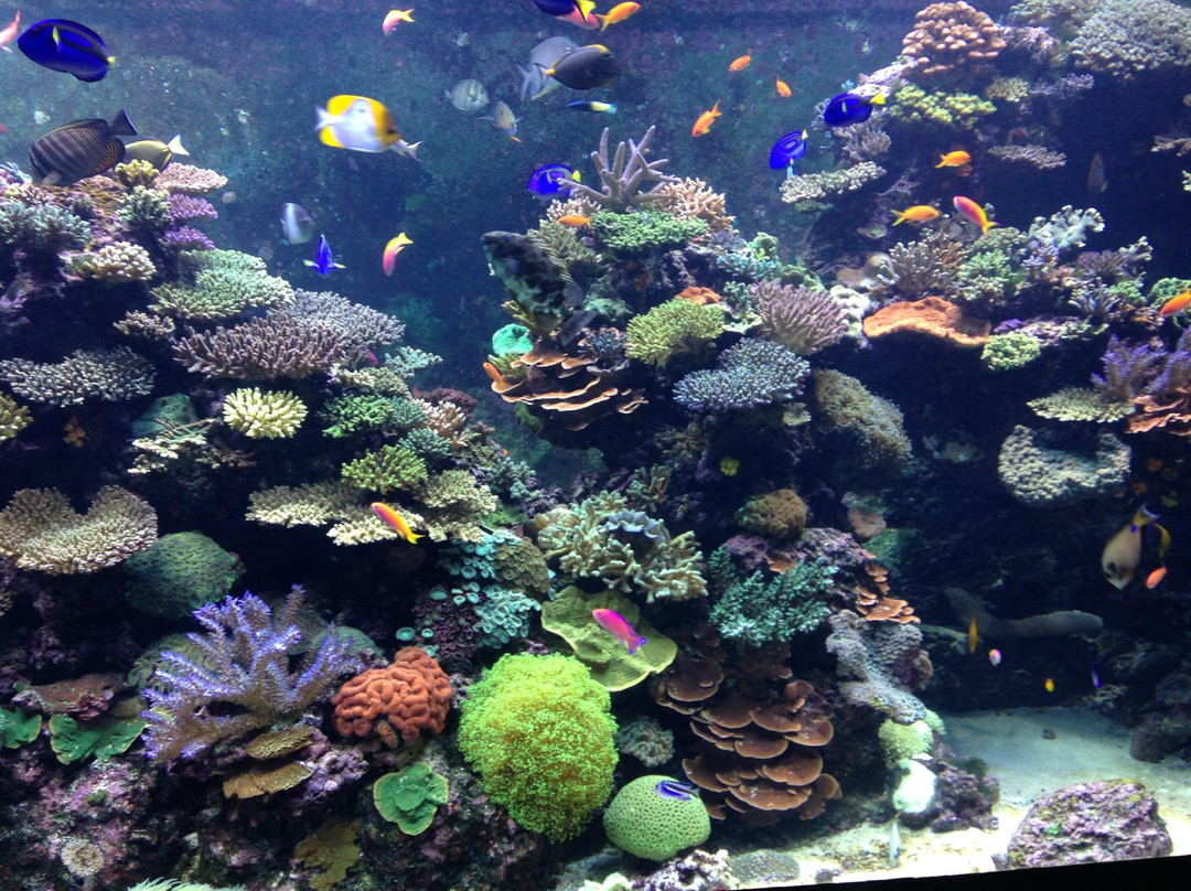 S.E.A.海洋館-圣淘沙岛必去景点