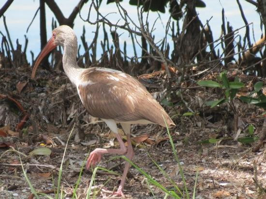 Boca Grande Bike Trail-Boca Grande必去景点