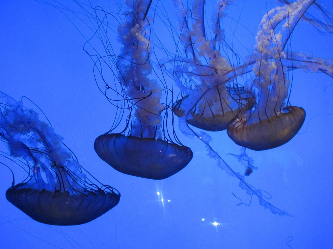 上海海洋水族馆-上海市必去景点