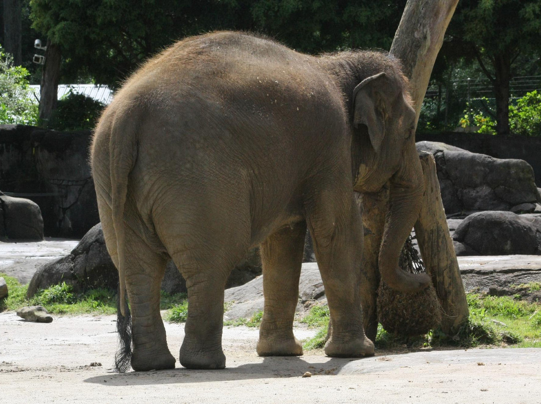 奥克兰动物园-奥克兰中心地区必去景点