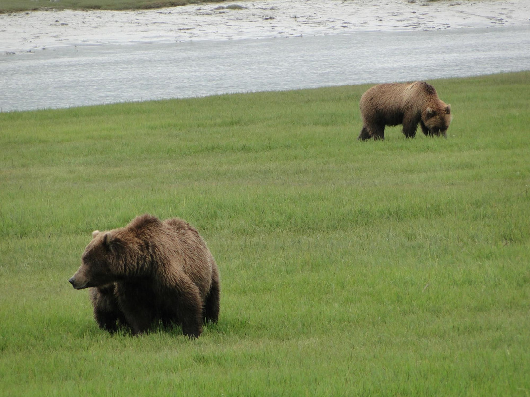 Alaska Bear Adventures-荷马必去景点