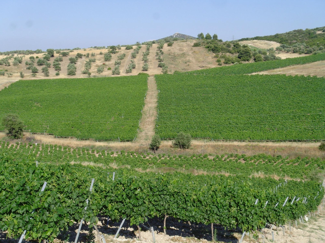 Tzivani Winery-Khalkis必去景点