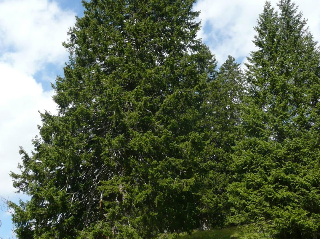 St.Martin im Calfeisental-Vattis必去景点