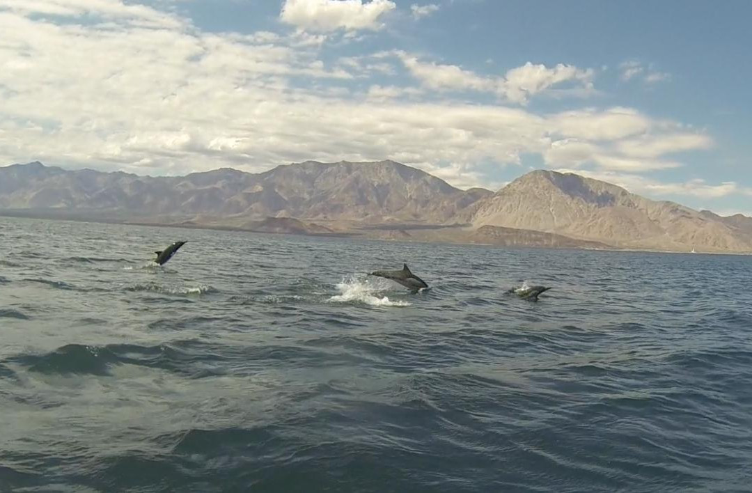 Ricardo's Diving Tours景点图片