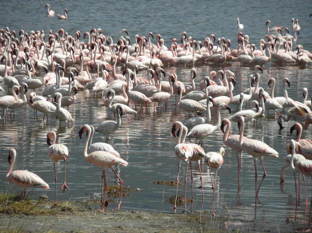 Lake Bogoria-Baringo District必去景点
