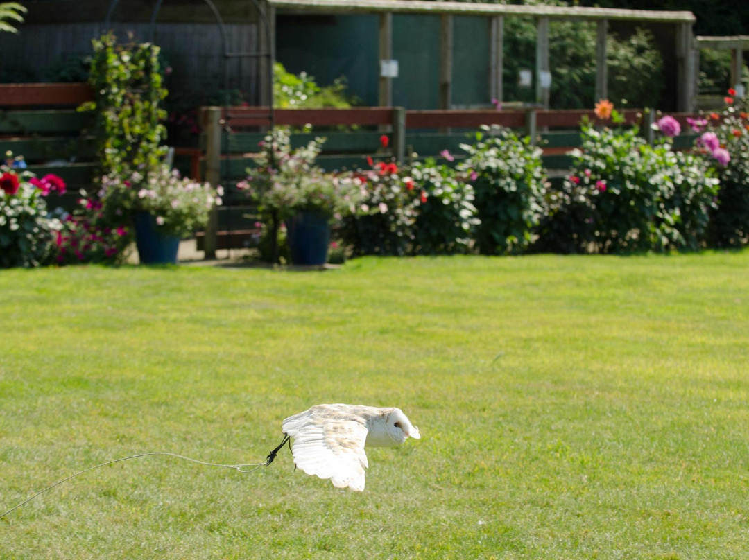 Huxley's Birds of Prey Centre and Gardens景点图片