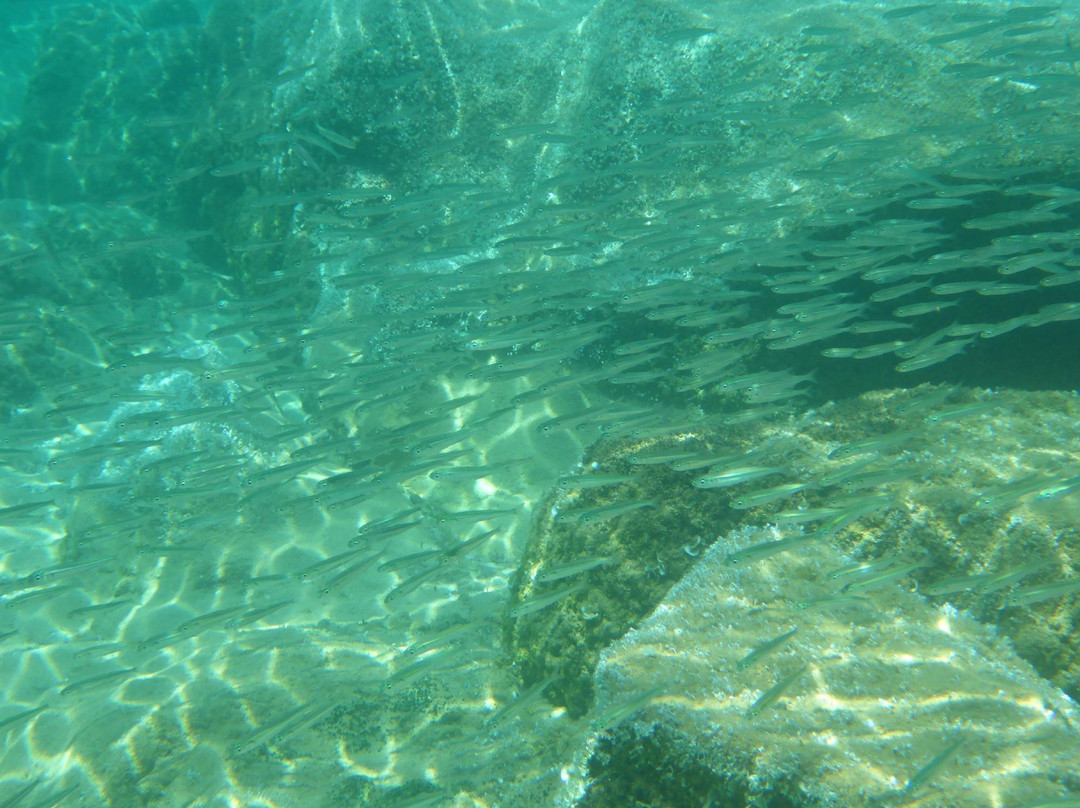 Capo Pecora Beach-阿尔布斯必去景点