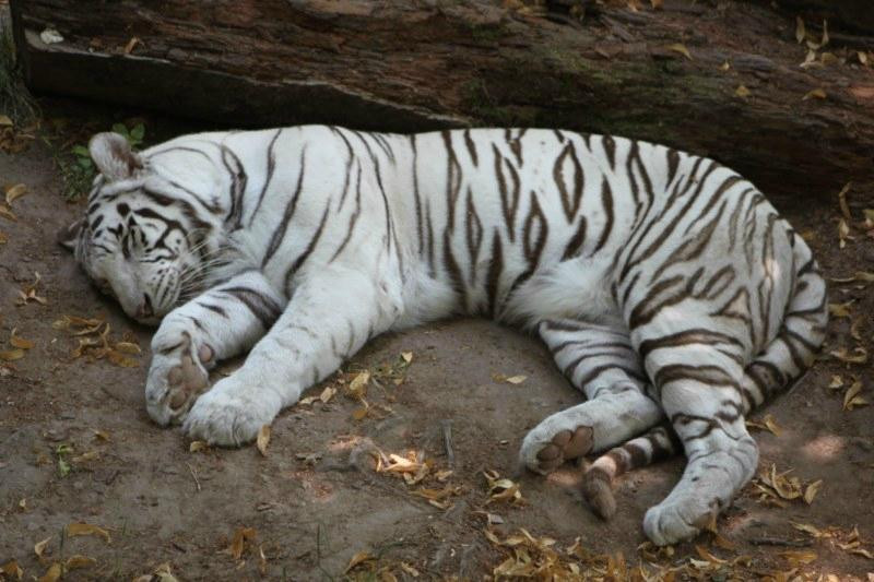 ZooParc de Beauval-圣艾尼昂必去景点