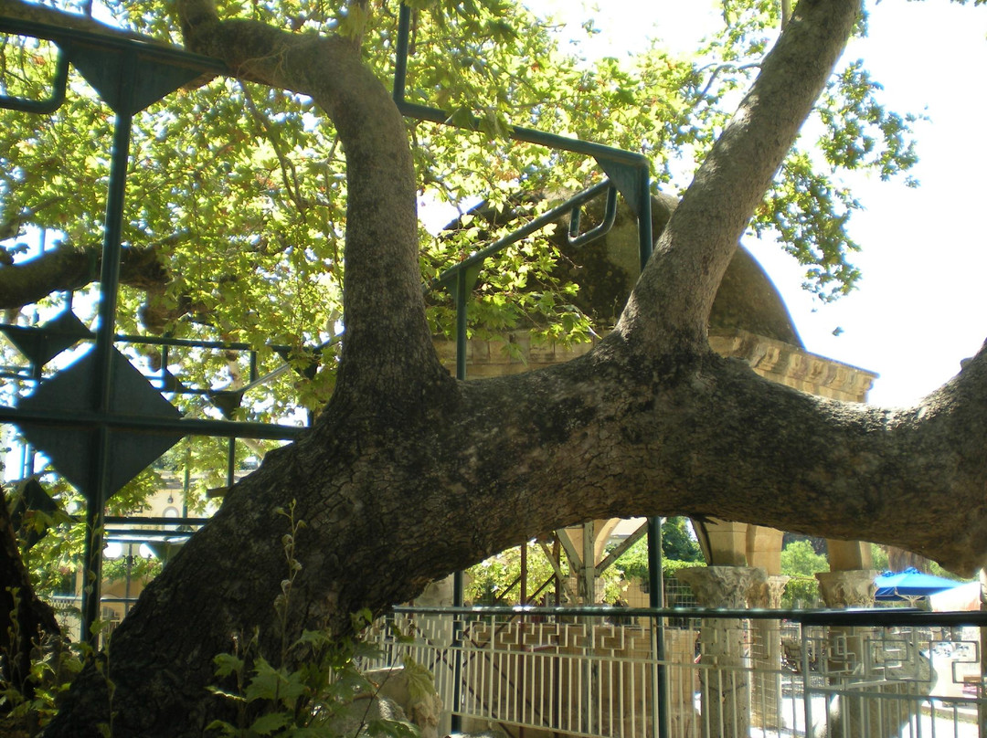 Hippocrates Tree-Kos Town必去景点