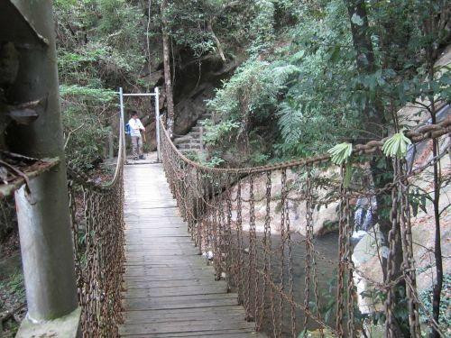 桂山原始森林景点图片