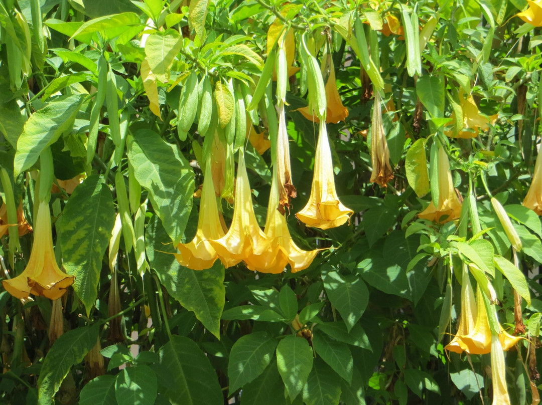 Botanical Building and Lily Pond-圣地亚哥必去景点