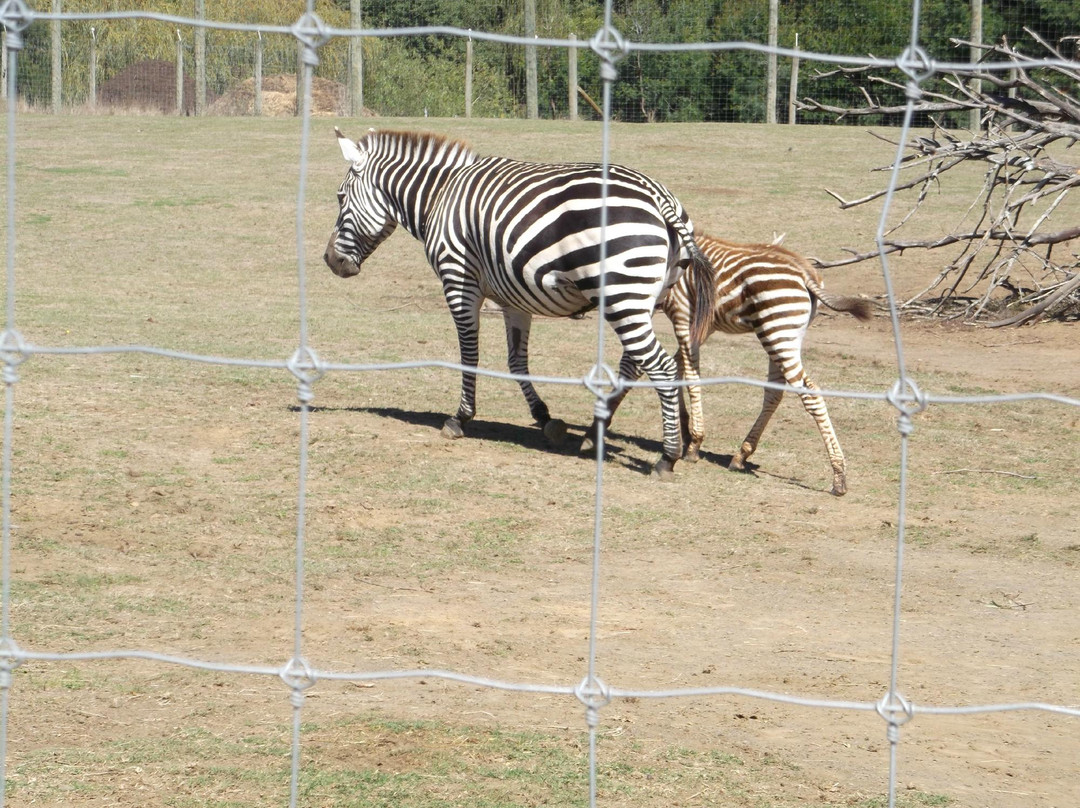 汉密尔顿动物园-汉密尔顿必去景点