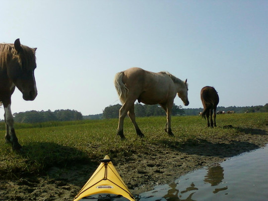 Old Town Canoe and Kayak Assateague Island Tours-钦科蒂格岛必去景点