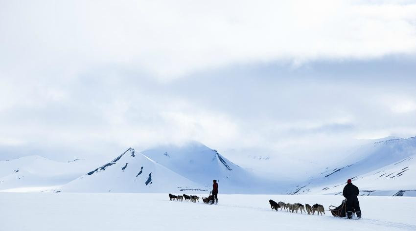 Svalbard Husky景点图片
