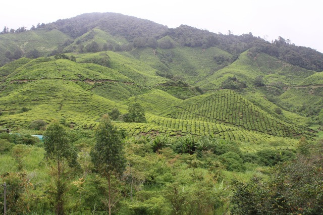 Boh's Tea Centre-金马仑高原必去景点