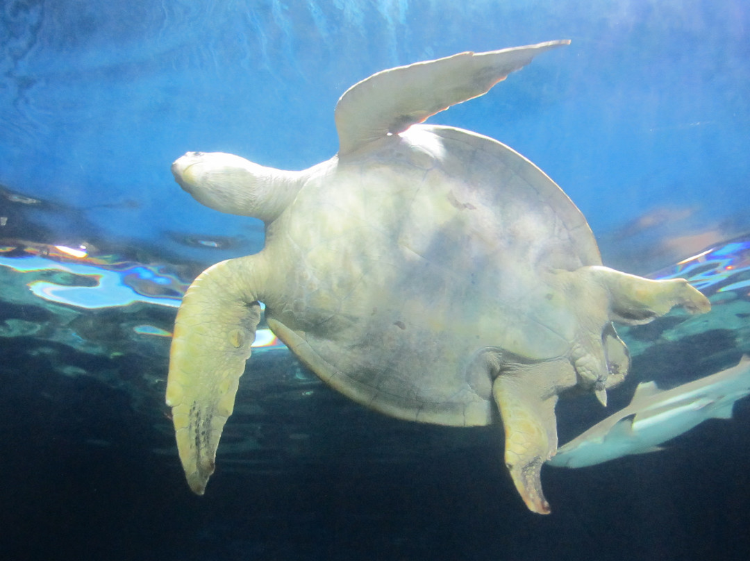 温哥华水族馆-温哥华必去景点