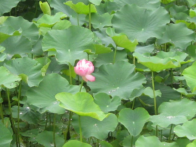 平湖秋月-杭州市必去景点