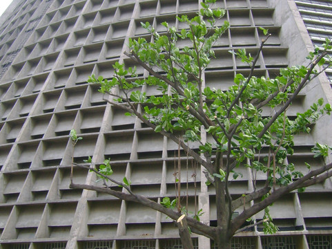 Brasil & Cia-里约热内卢必去景点