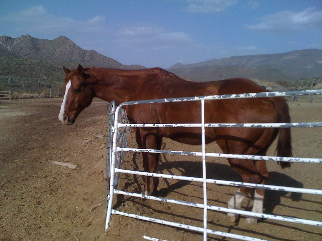 Arizona Horseback Adventures at Spur Cross-洞溪必去景点