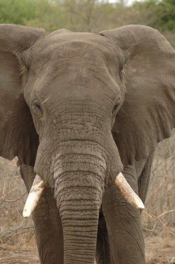 Safari's Direct-克鲁格国家公园必去景点