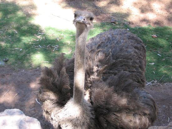 凤凰城动物园-凤凰城必去景点