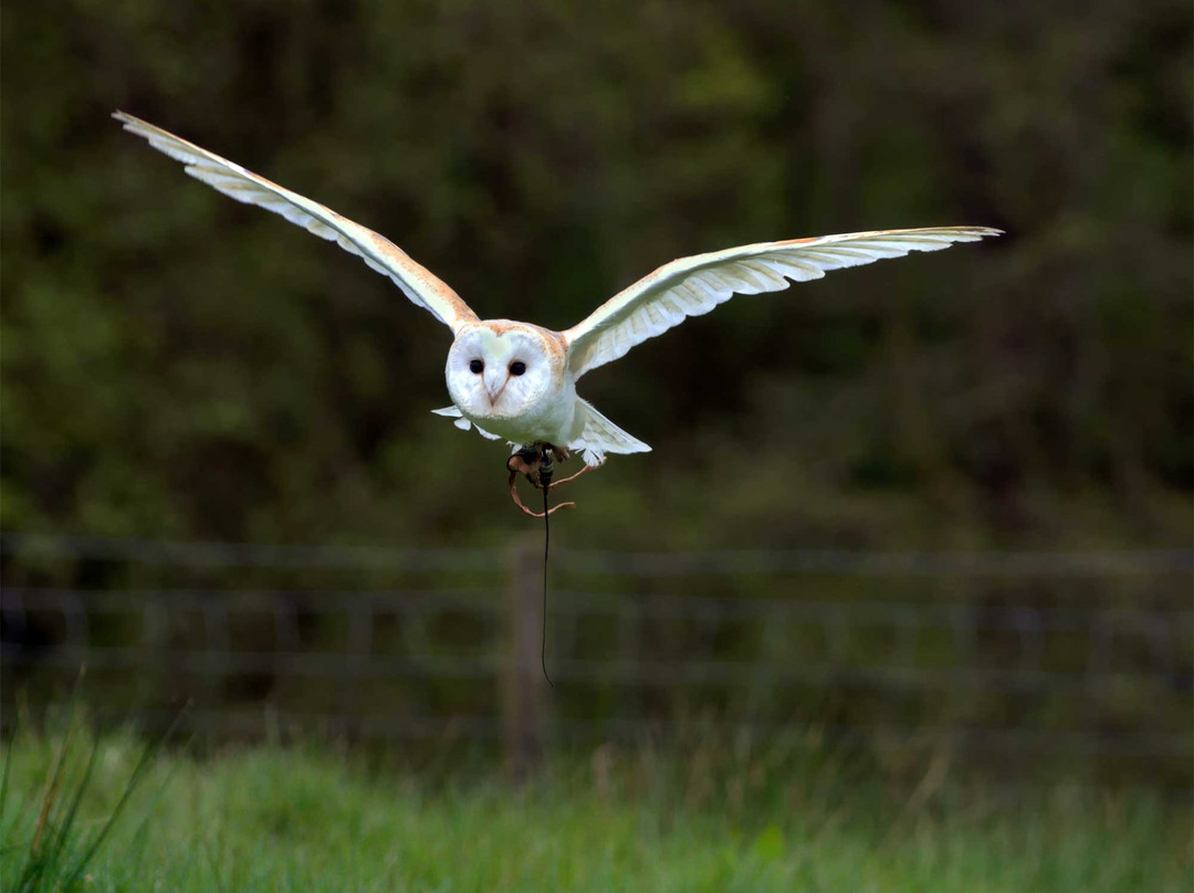 E & C Falconry Experience Ltd景点图片