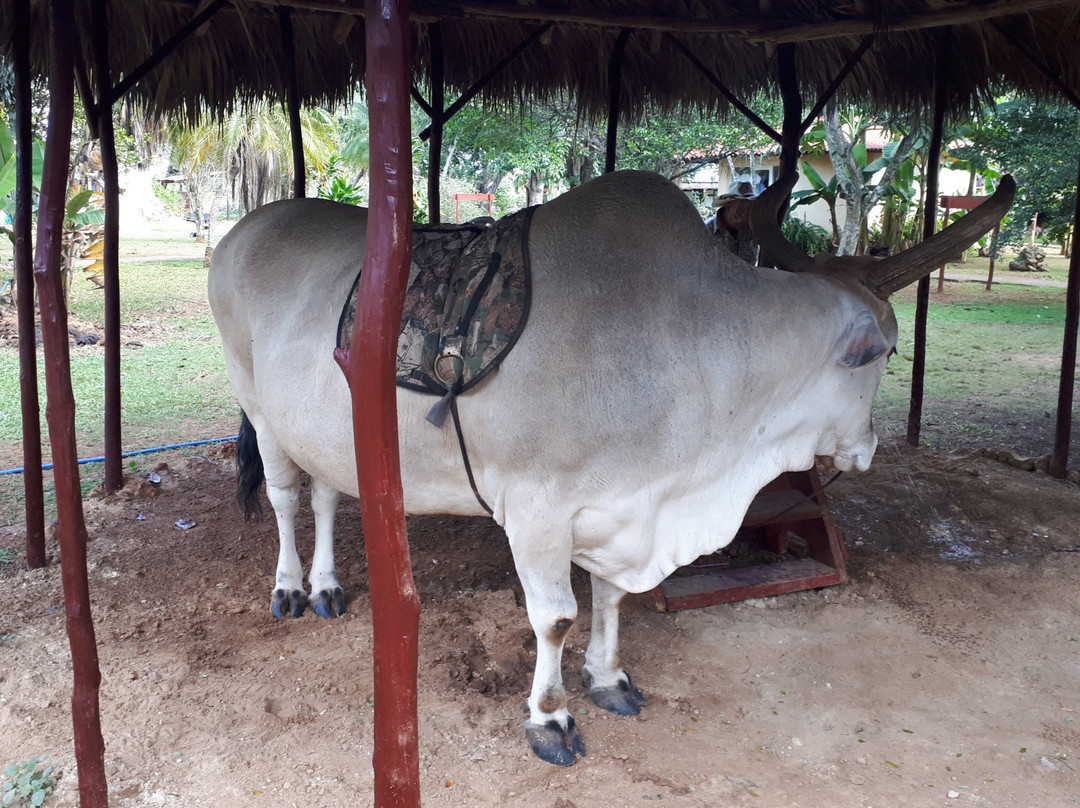 Finca Fiesta Campesina