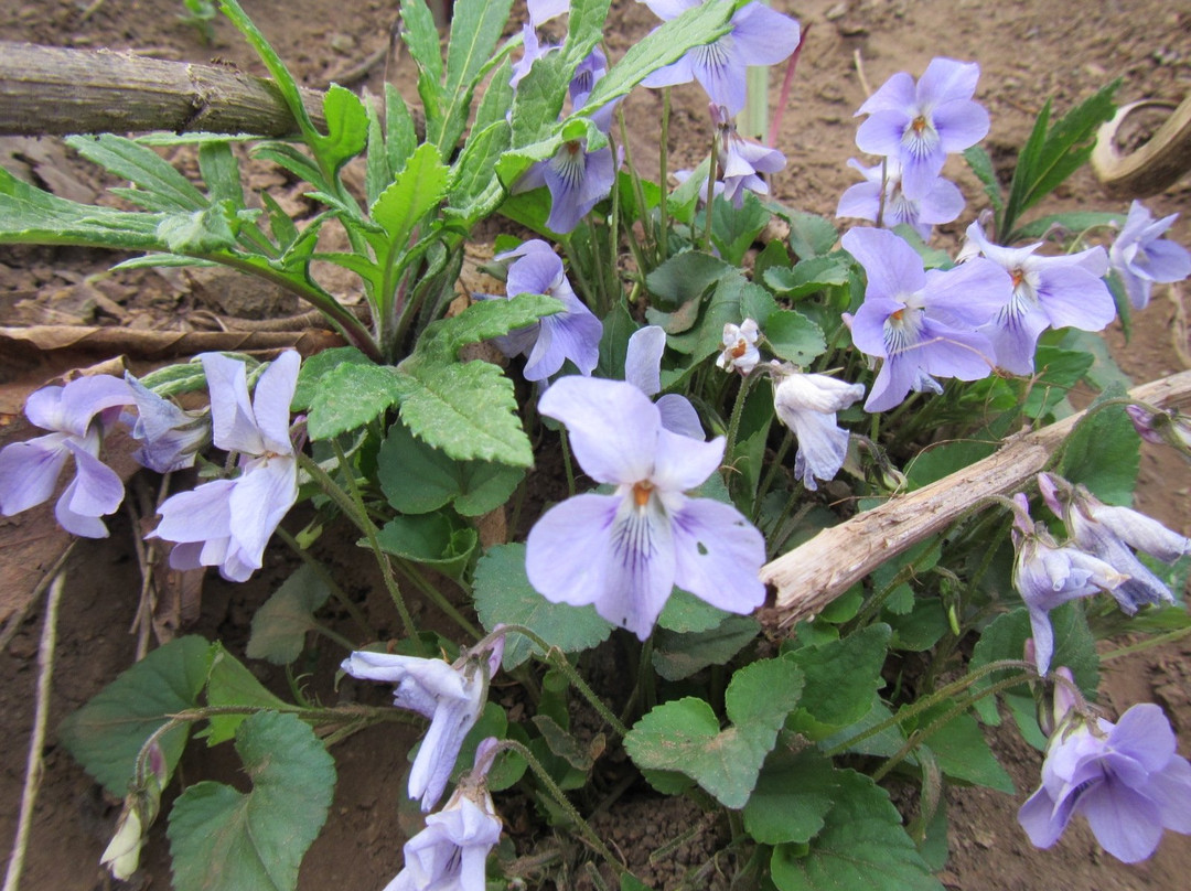 Daimaruyama Forest Park-广尾町必去景点