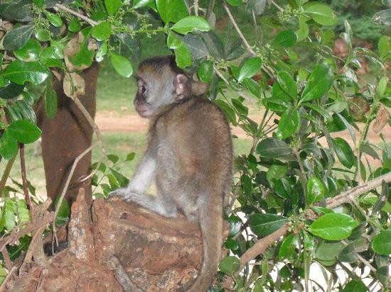 Haller Park-蒙巴萨必去景点