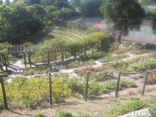Berkeley Municipal Rose Garden-伯克利必去景点