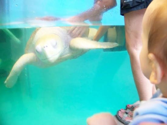 Mote Marine Laboratory & Aquarium-萨拉索塔必去景点