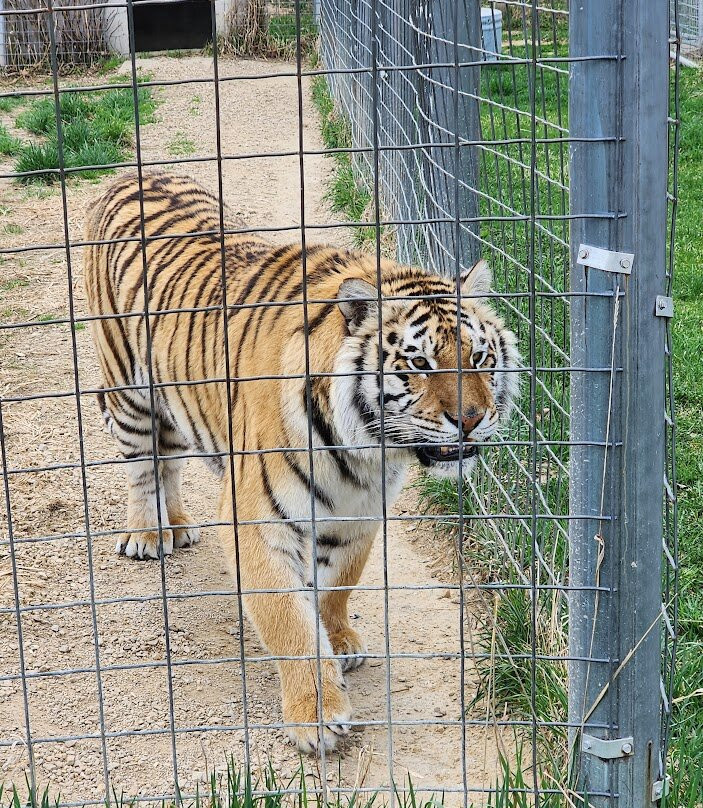 Wisconsin Big Cat Rescue景点图片