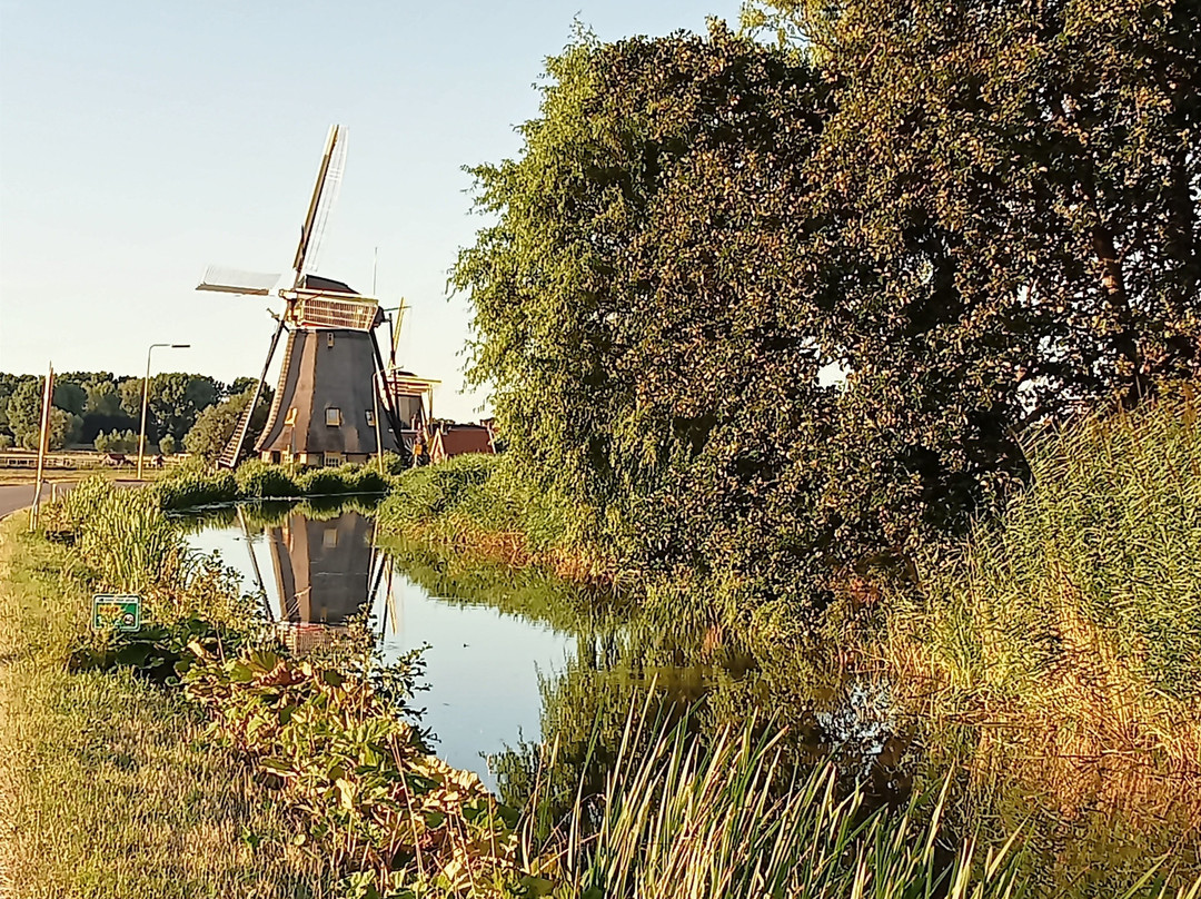 Dijkmolen Maasland景点图片