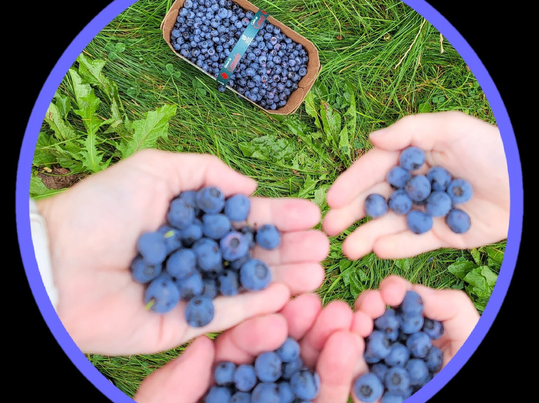 Parks Blueberries景点图片