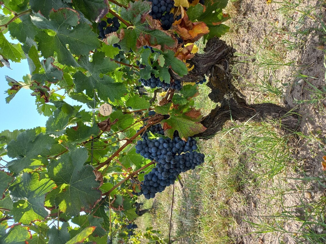 Chateau Balac-Saint-Laurent-Medoc必去景点