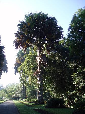 Henerathgoda Botanical Garden景点图片