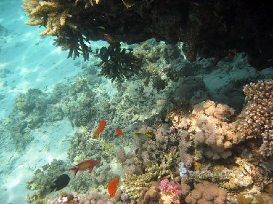 Red Sea Diving College-沙姆沙伊赫必去景点