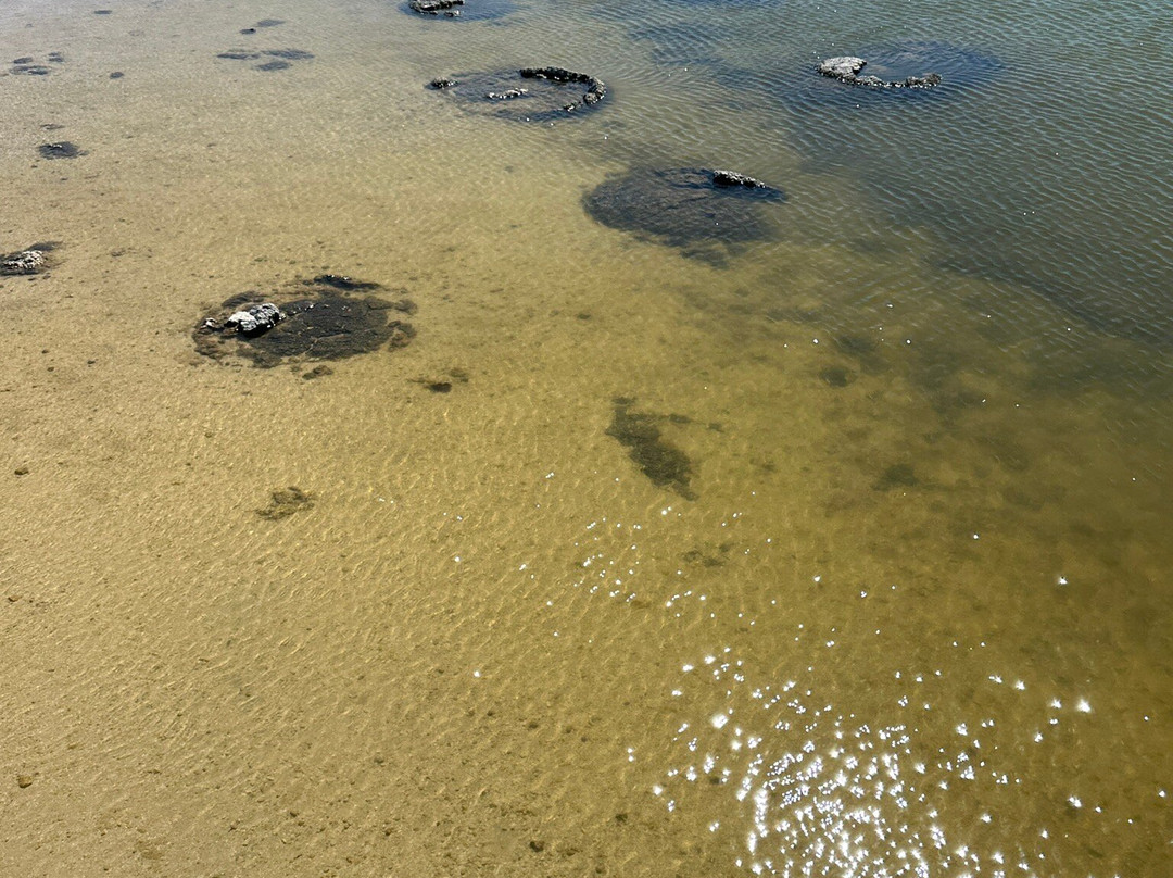 Stromatolites-塞万提斯必去景点