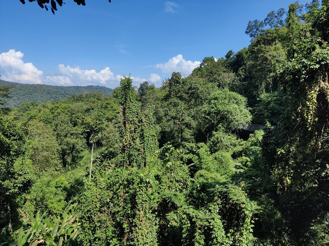 Canopy Walkway-夜林必去景点