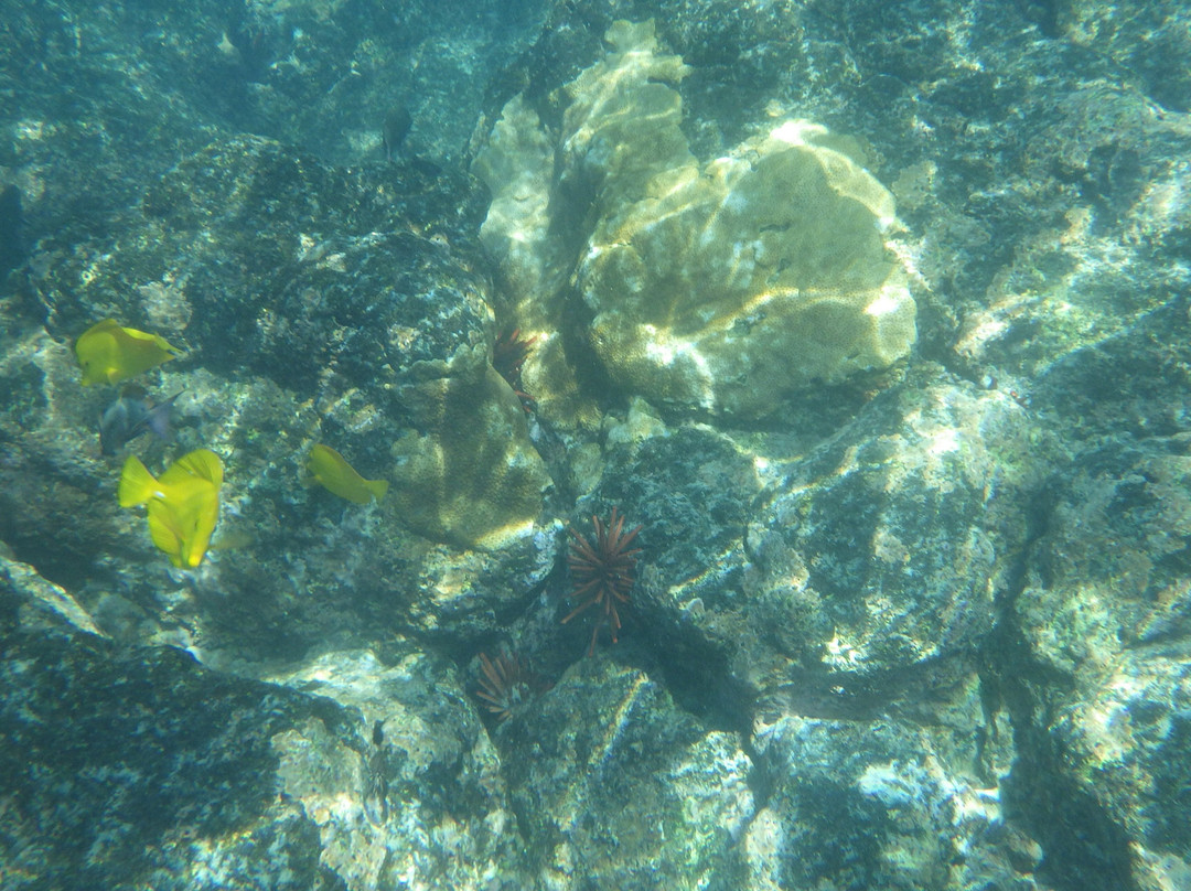 Kona Boys The Beach Shack-凯鲁瓦-柯纳必去景点