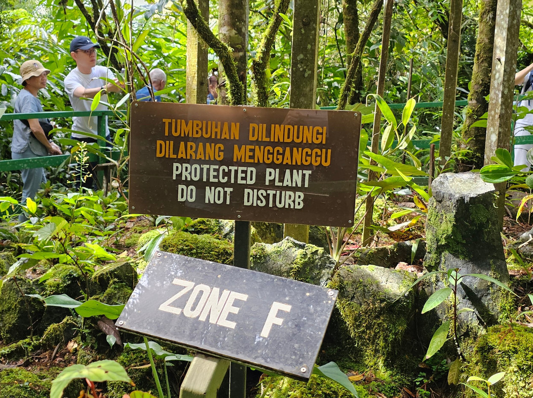 Mount Kinabalu Botanical Garden景点图片