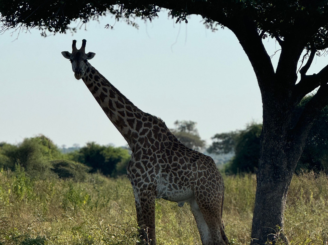 Apaloderma Safaris-Iringa必去景点