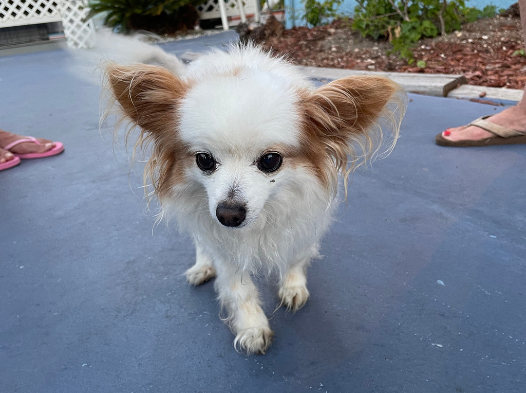 Malibu Resort Motel主图