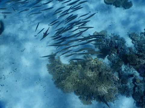 Pirate Boat Trips-赫尔格达必去景点